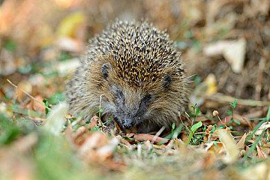 《糖豆人》和《怪物猎人：崛起》成国外直播新宠